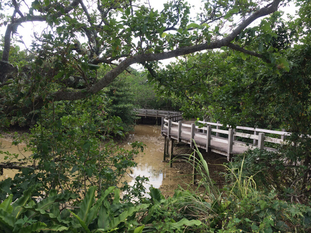 https://miyakojima-okinawa.com/images/mangrove7.jpg
