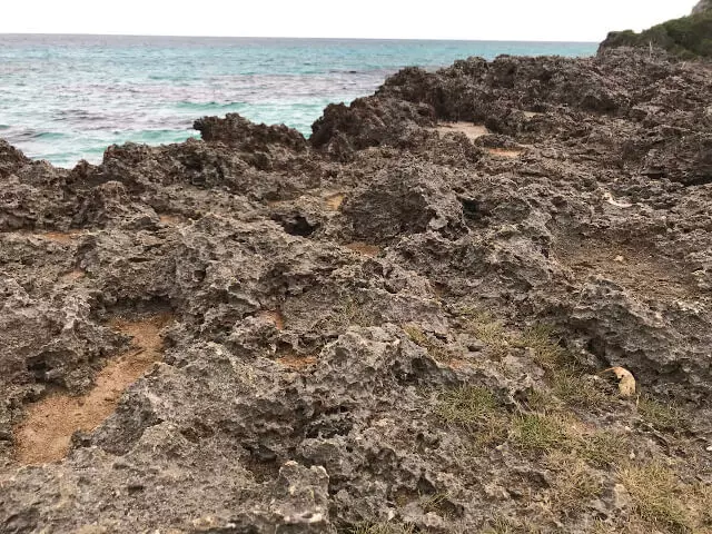 茂みを抜けた先