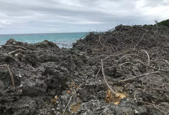 岩場に枯れた草木