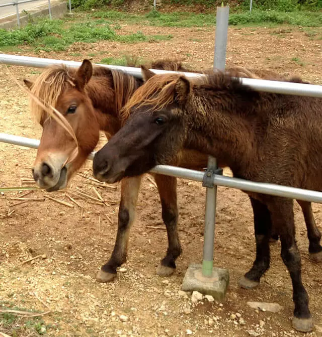 愛想の良い二匹の馬