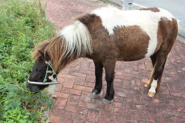 放牧…といか路上にいた馬