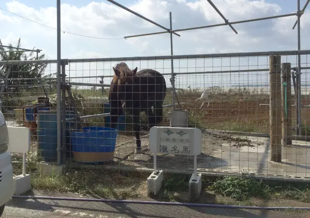 来間島にいた識名馬