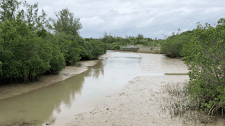 https://miyakojima-okinawa.com/images/shimajiri_mangrove.gif